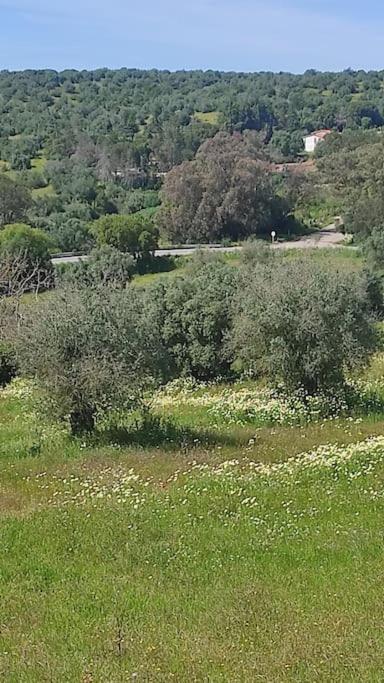 Nova Quinta Moderna Torramo Em Oliveiras, Campo De Laranjas, Na Nacional 2, Alentejo 13750 M2 Torrao (Setubal)
