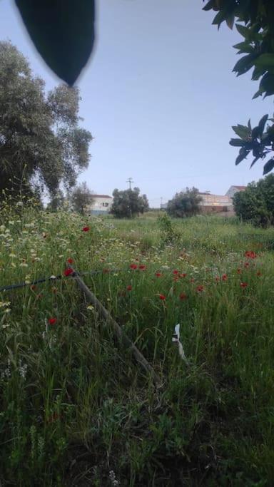 Nova Quinta Moderna Torramo Em Oliveiras, Campo De Laranjas, Na Nacional 2, Alentejo 13750 M2 * Torrao (Setubal)