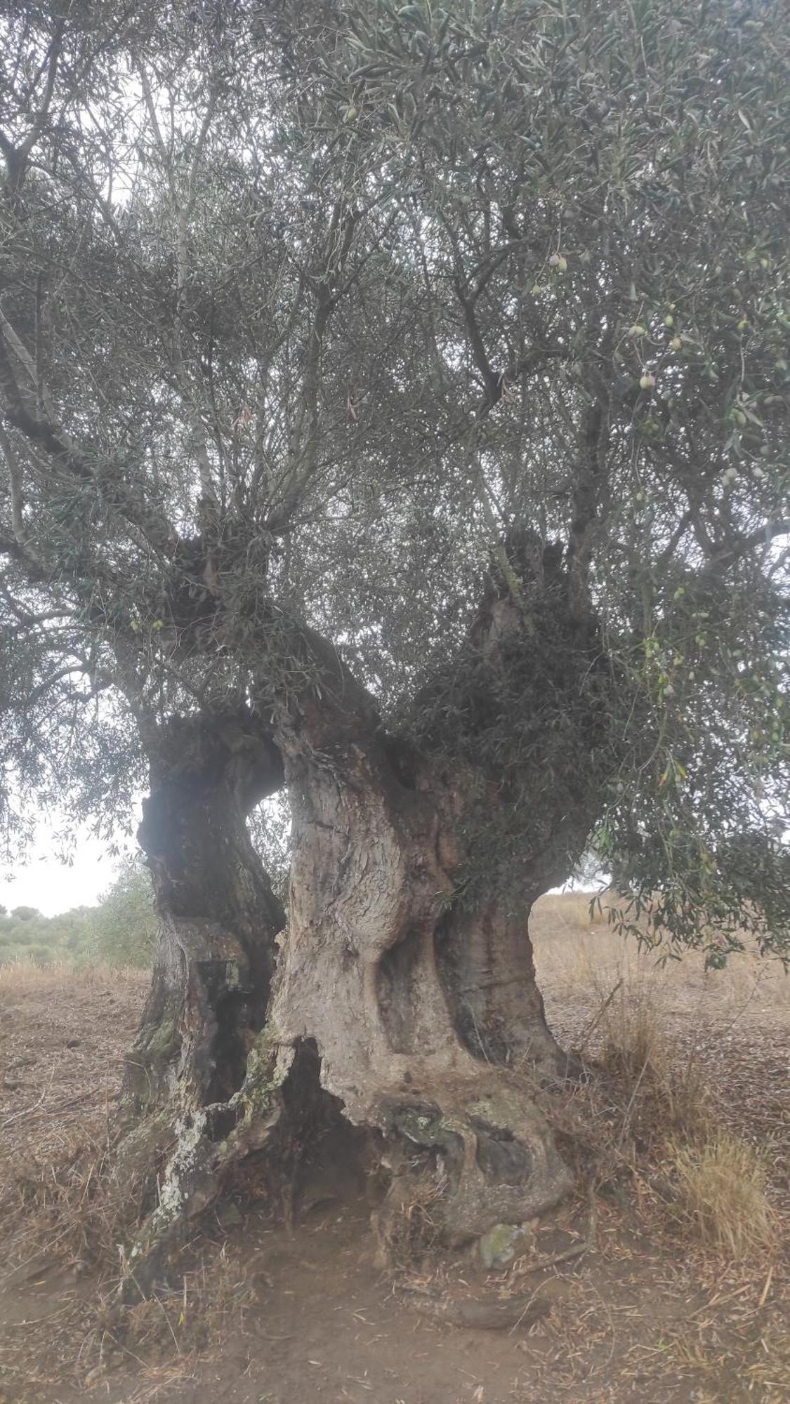 Nova Quinta Moderna Torramo Em Oliveiras, Campo De Laranjas, Na Nacional 2, Alentejo 13750 M2 *